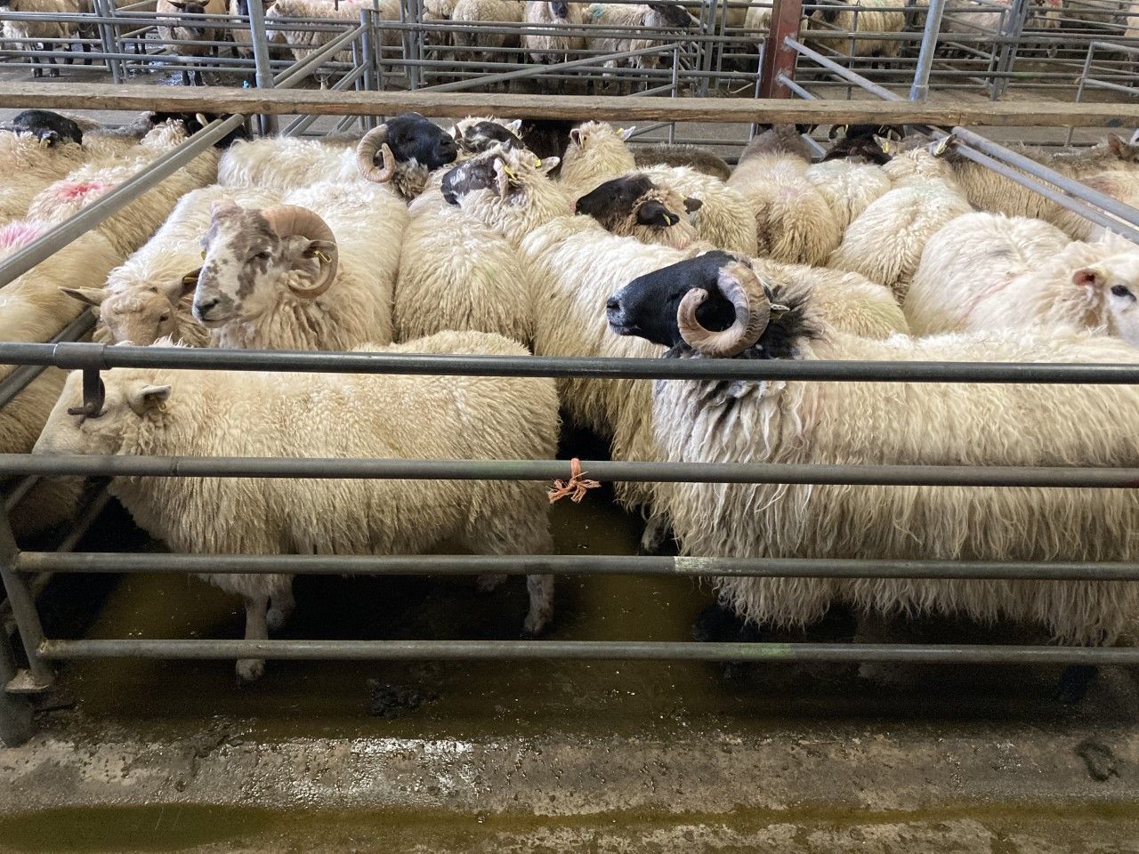 Sheep kill down over 50,000 head on this time last year