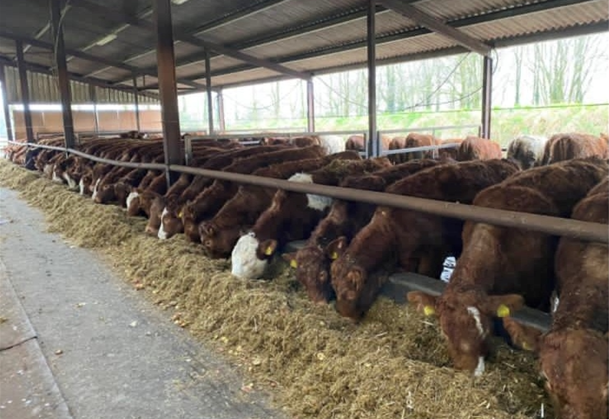 Beef finishers face a 'daunting task' with feeding costs this winter