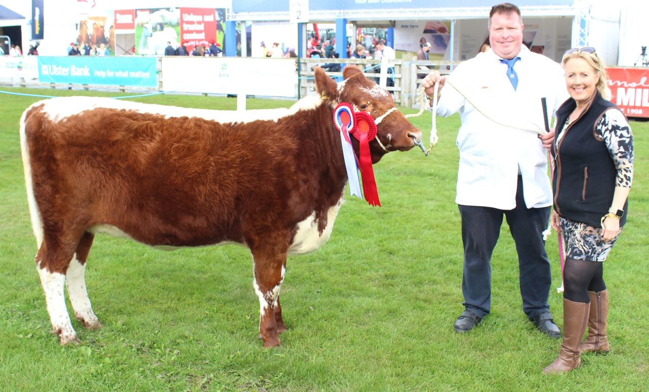 Irish Moiled cattle numbers continue to increase
