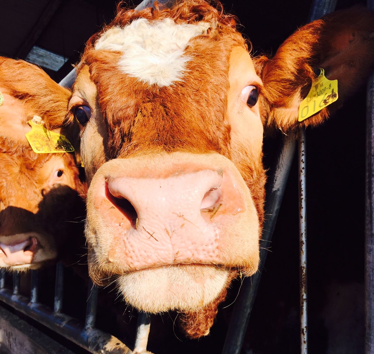 North/south beef price gap widens again