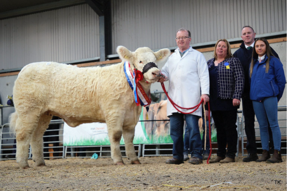 Elite Charolais Heifer Show and Sale set for Tullamore