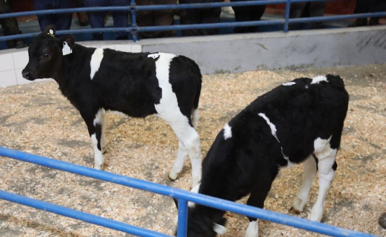 Dairy trade: €530 a head for month-old Friesian bull calves