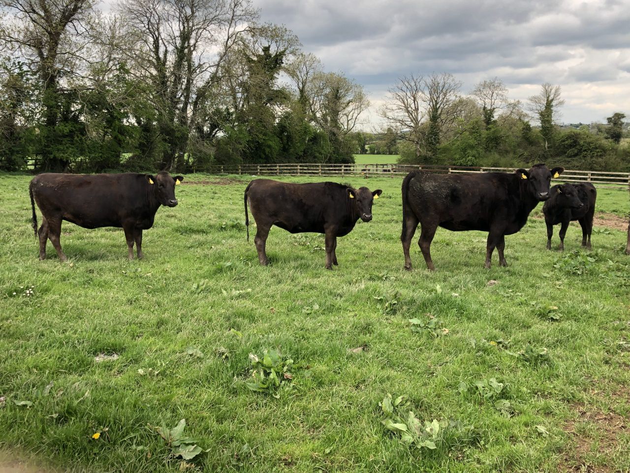 Beef Focus: 40-cow Wagyu breeder to host 'unique' reduction sale