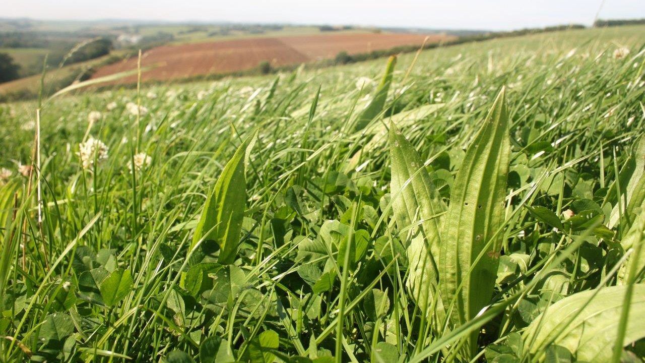 Intensive grazing: How do multi-species and grass clover compare?
