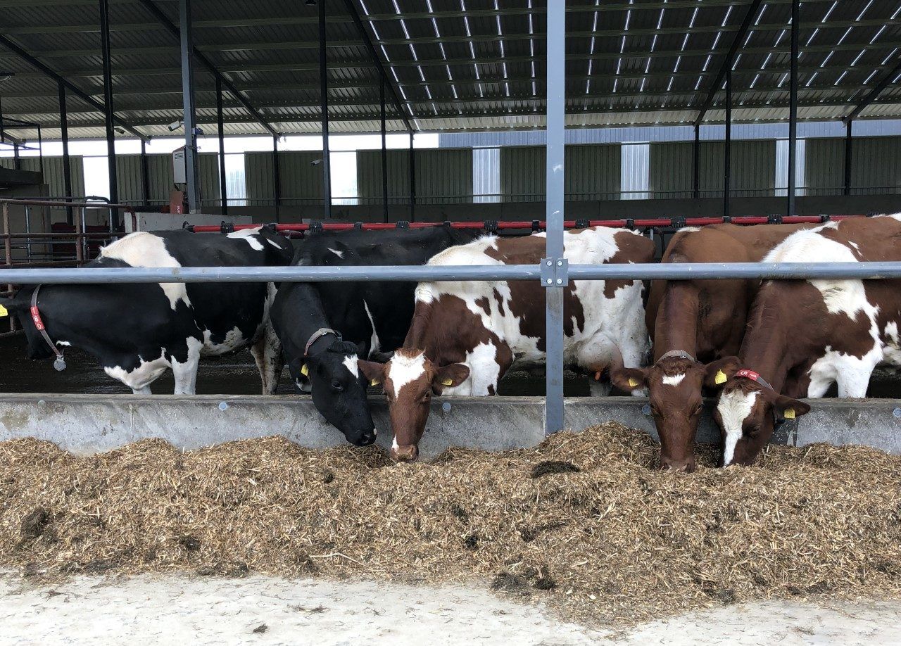 The importance of energy demand in cows being met