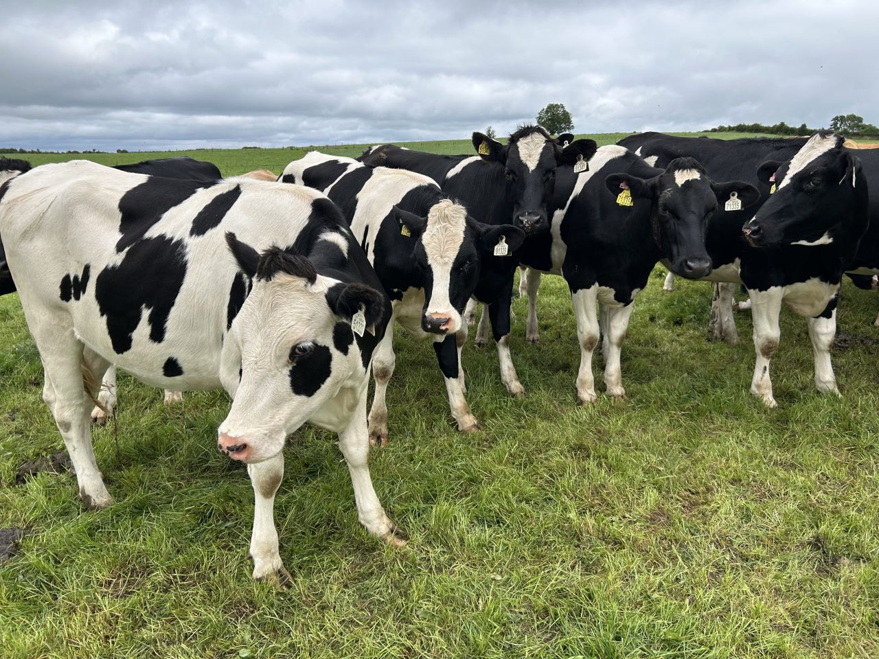Dairy heifer calf births set to recover due to dairy AI usage