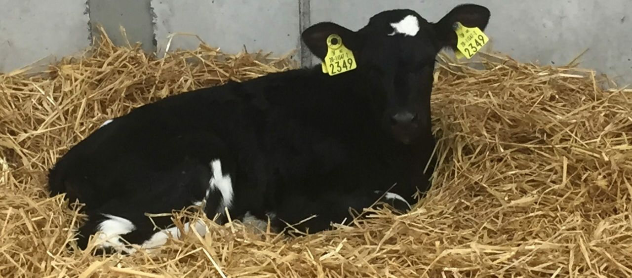 Over €300,000 in BVD support payments to issue 'shortly'