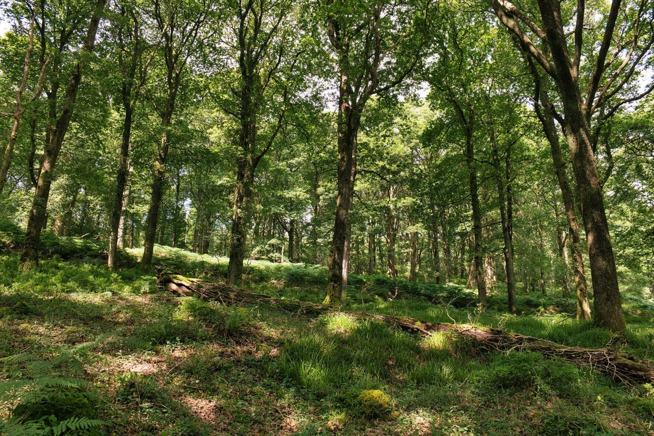 SEEFA: Forestry licencing reaches 2025 high
