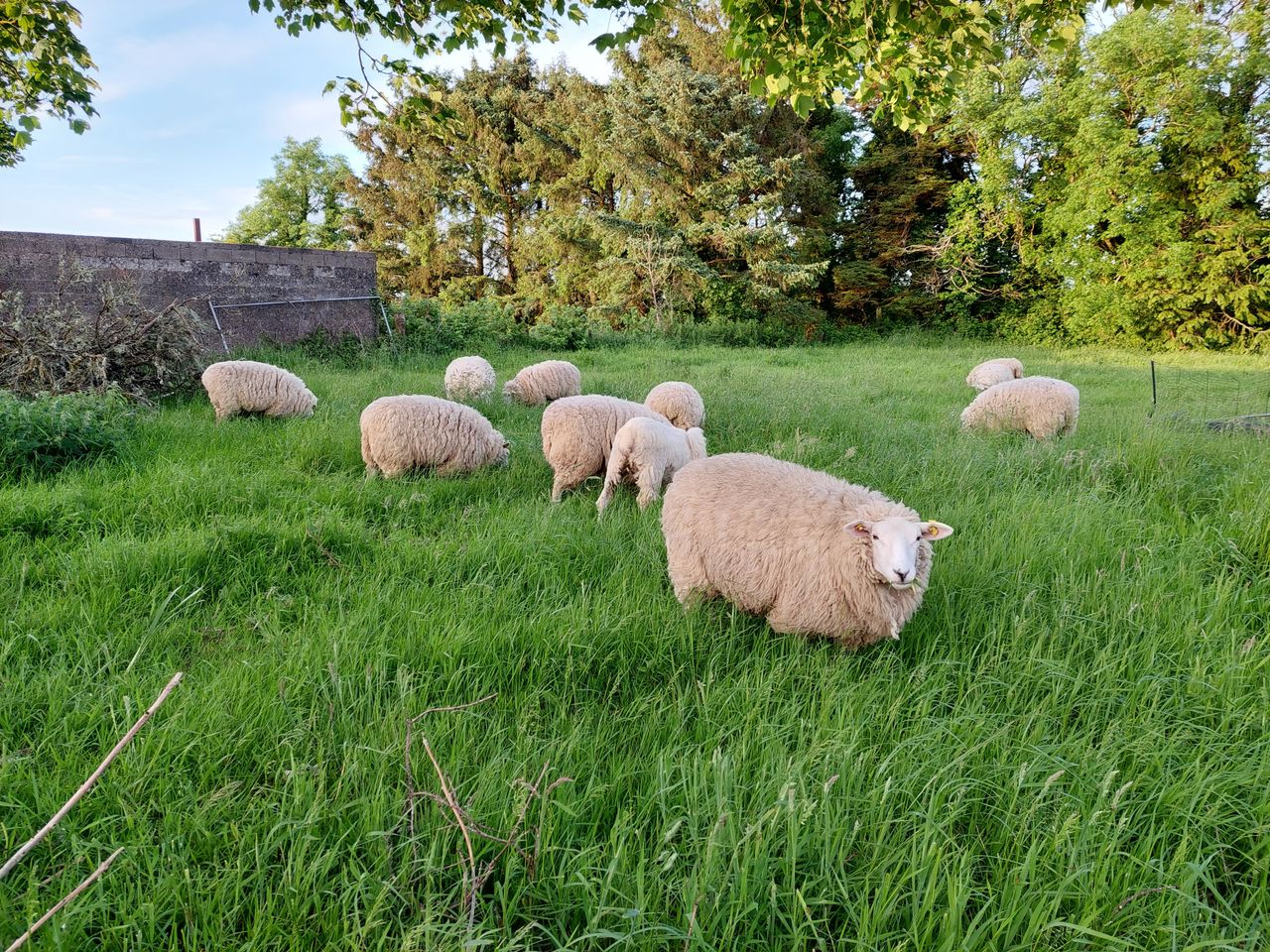 What is the 'ewe-nique' change to the Roscommon GAA crest?