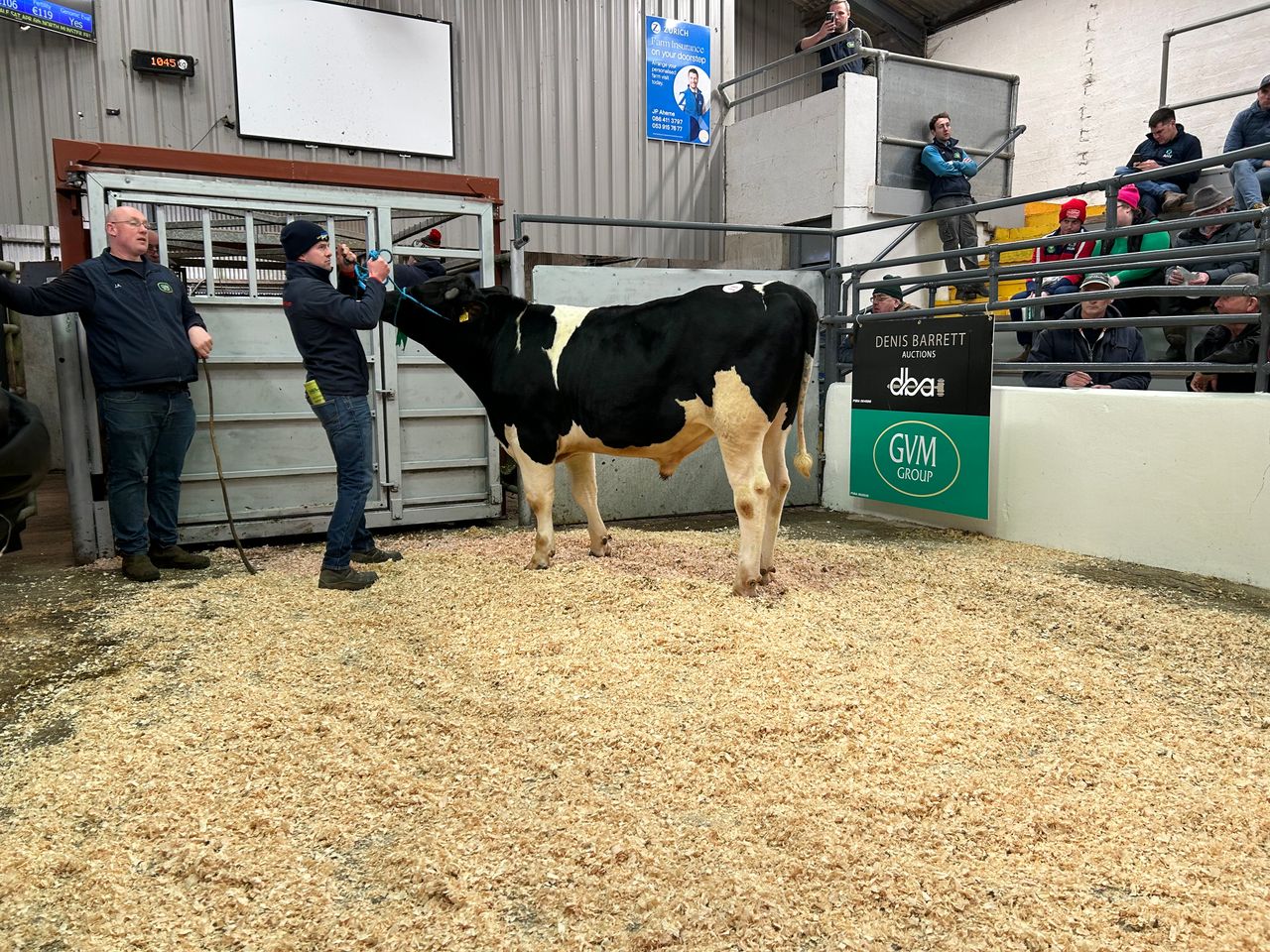 In pictures: IHFA Premier Bull and Heifer sales