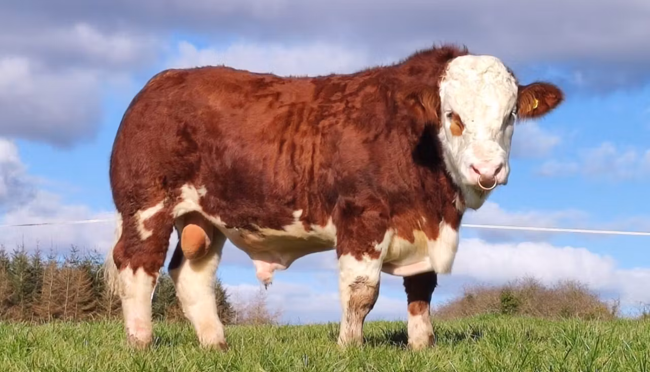 No certainty for pedigree breeders on reopening of GB/Irish livestock trade