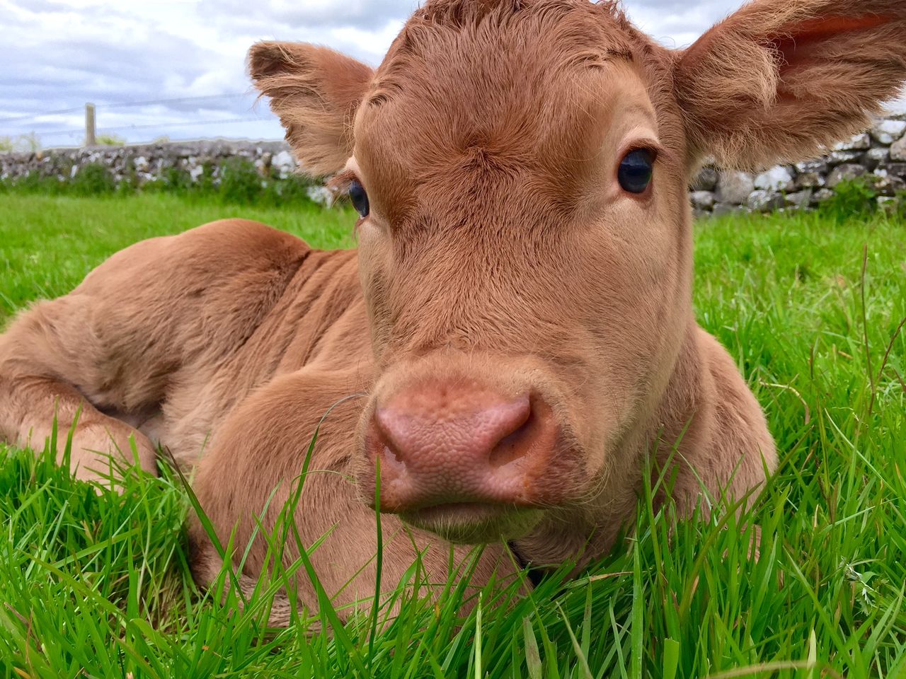 Beef calf births 2% higher this year
