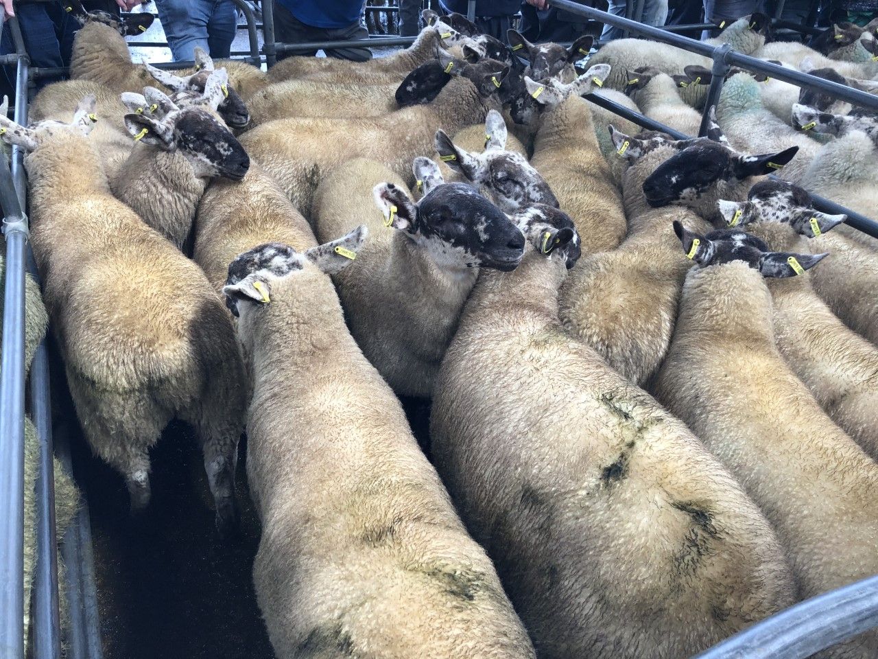 Sheep kill: Throughput bumps back over 60,000 head