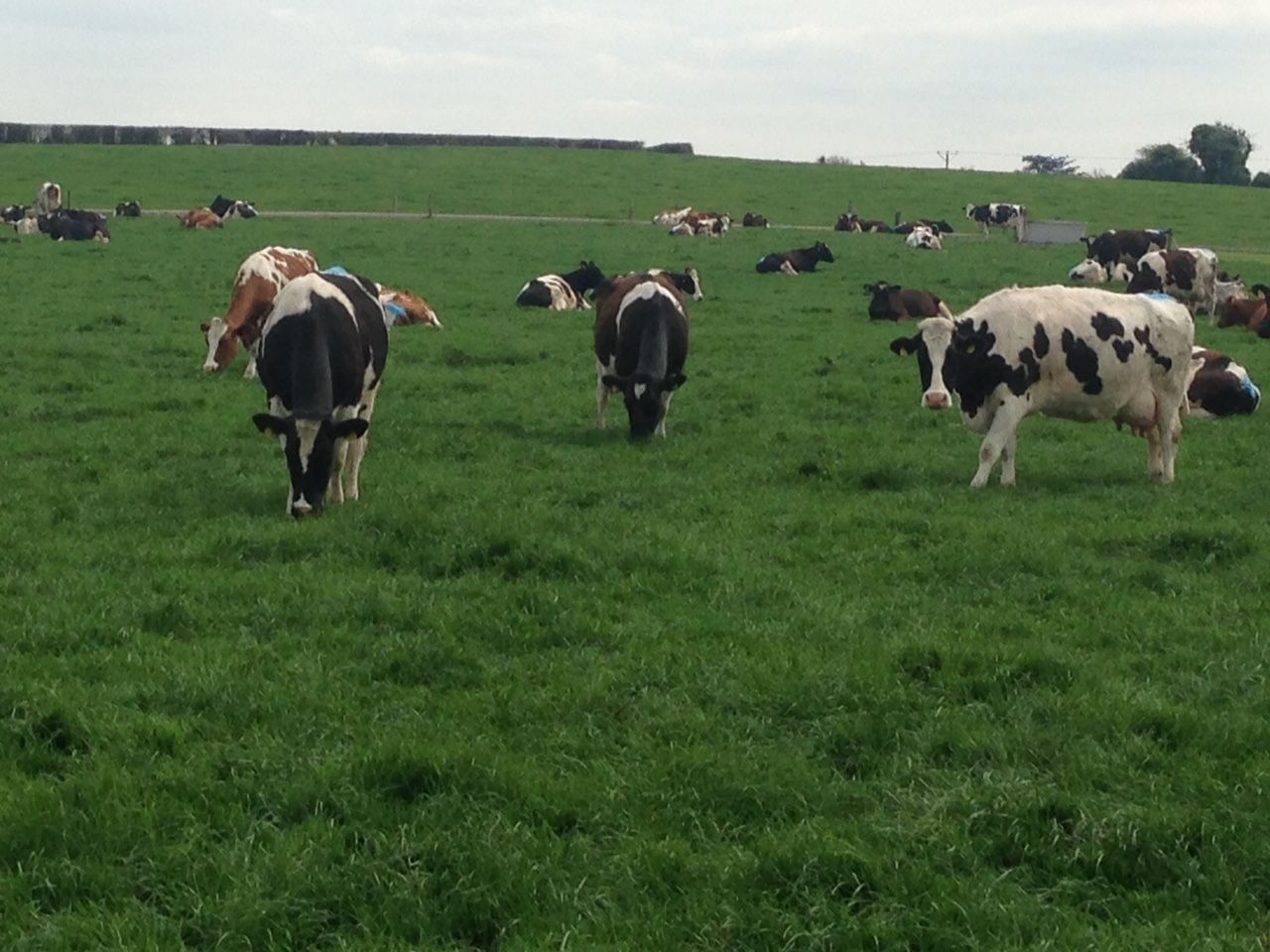 Your local dairy co-op needs you...at its AGM