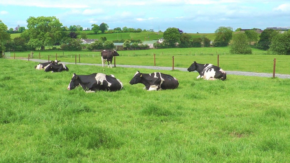 Dairygold unveils new 'Pastureland' guarantee