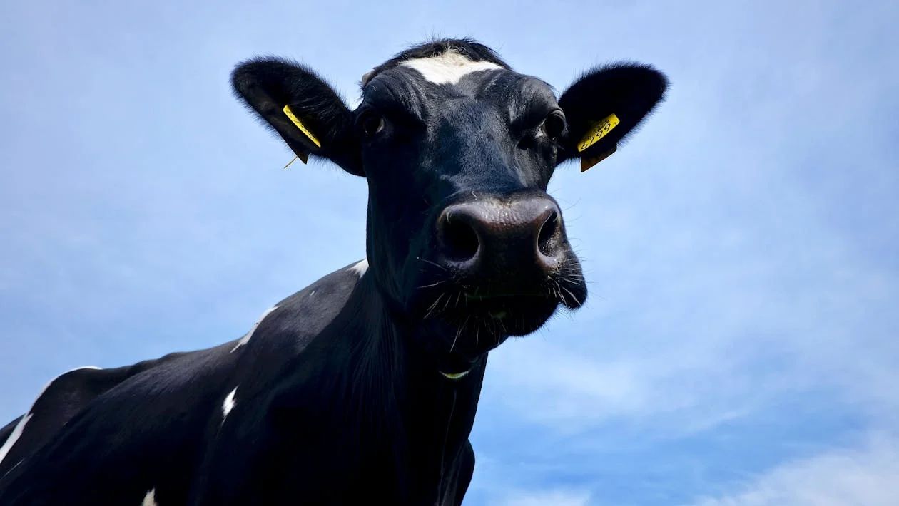 Study: 'Genetic factors' contribute to TB susceptibility in cattle