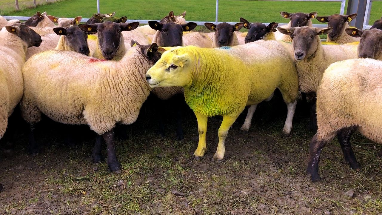 Assessing rams ahead of breeding