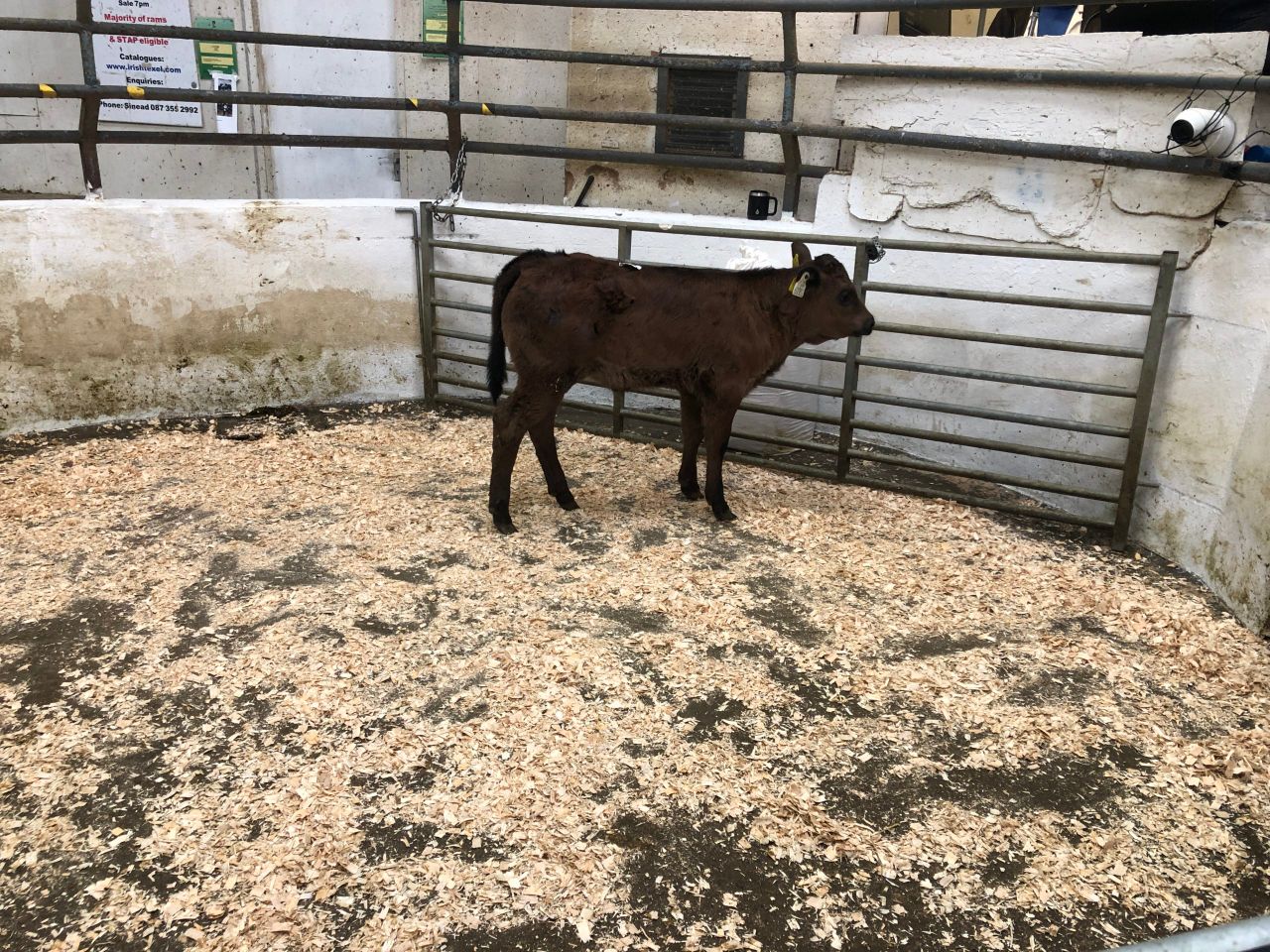 Table: Average calf prices see overall increase last week