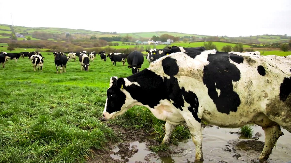 Controlling environmental mastitis on your dairy farm