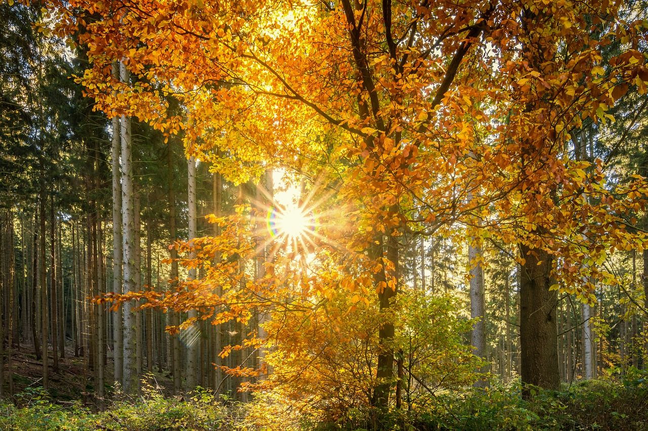 EU seeks payment schemes for forest ecosystem services