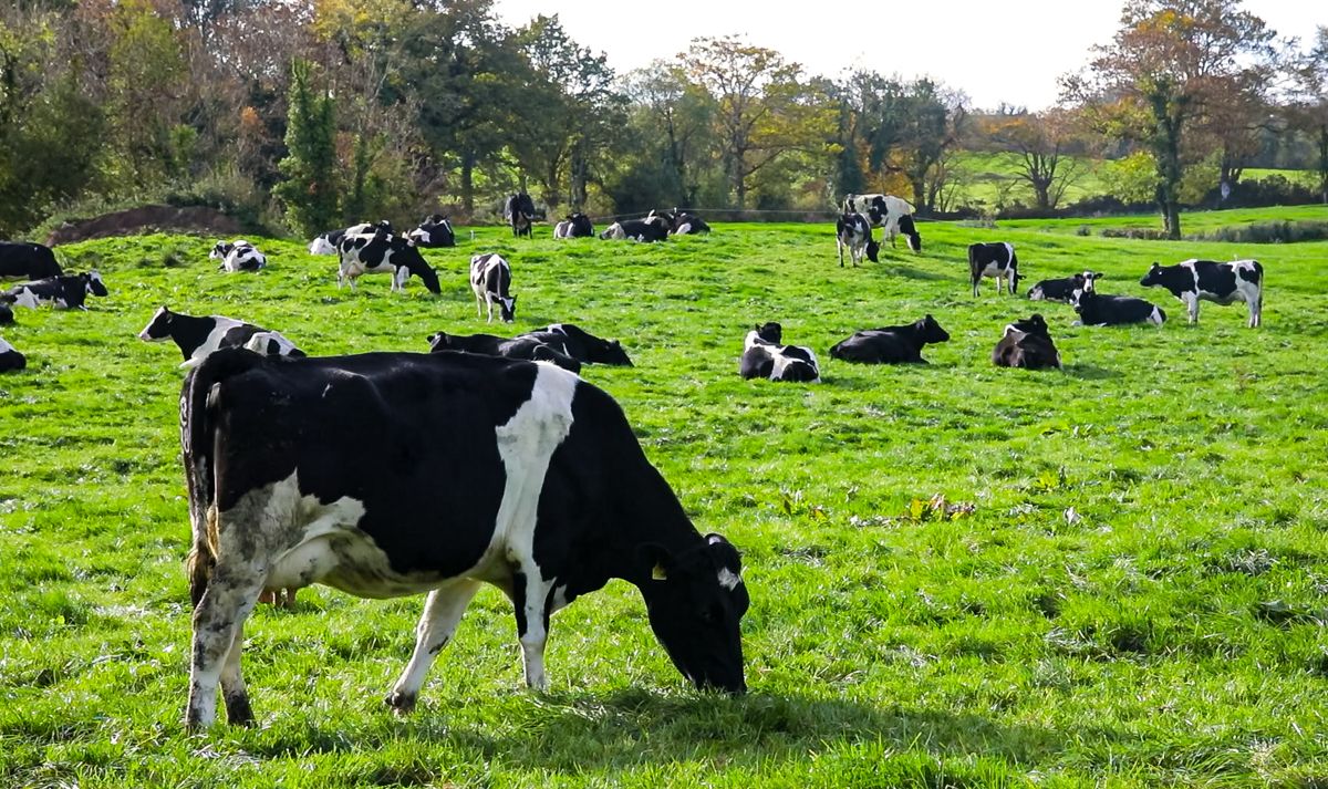 Ornua: Dairy commodity prices 'showing signs of stability'