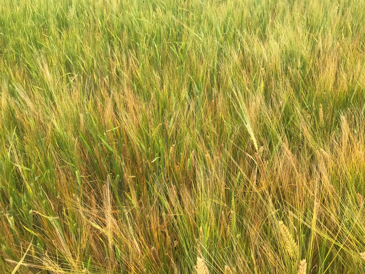 No easy answer to secondary growth in spring barley