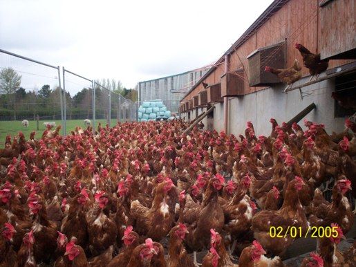 How will Harvest 2020 strategy impact on poultry sector?