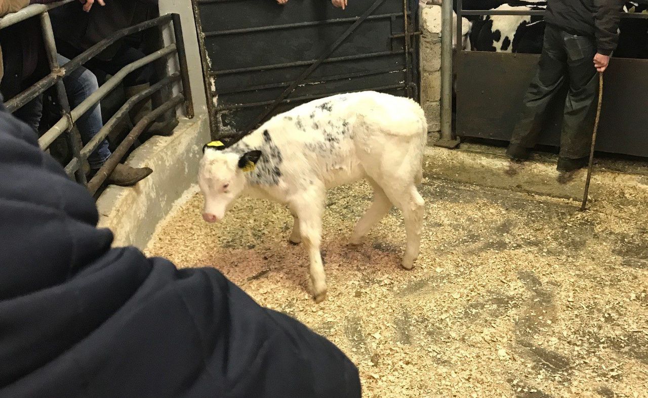 Belgian Blue calves trade for €335-395/head at Ballyjamesduff Mart
