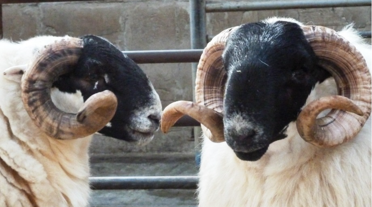 Multi-Breed Hill Ram sale set for Manorhamilton Mart in October