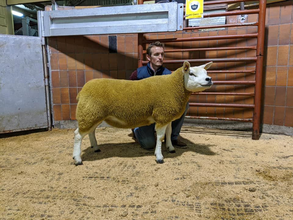 Record price of €5,200 recorded at All-Star Texel in-lamb ewe sale