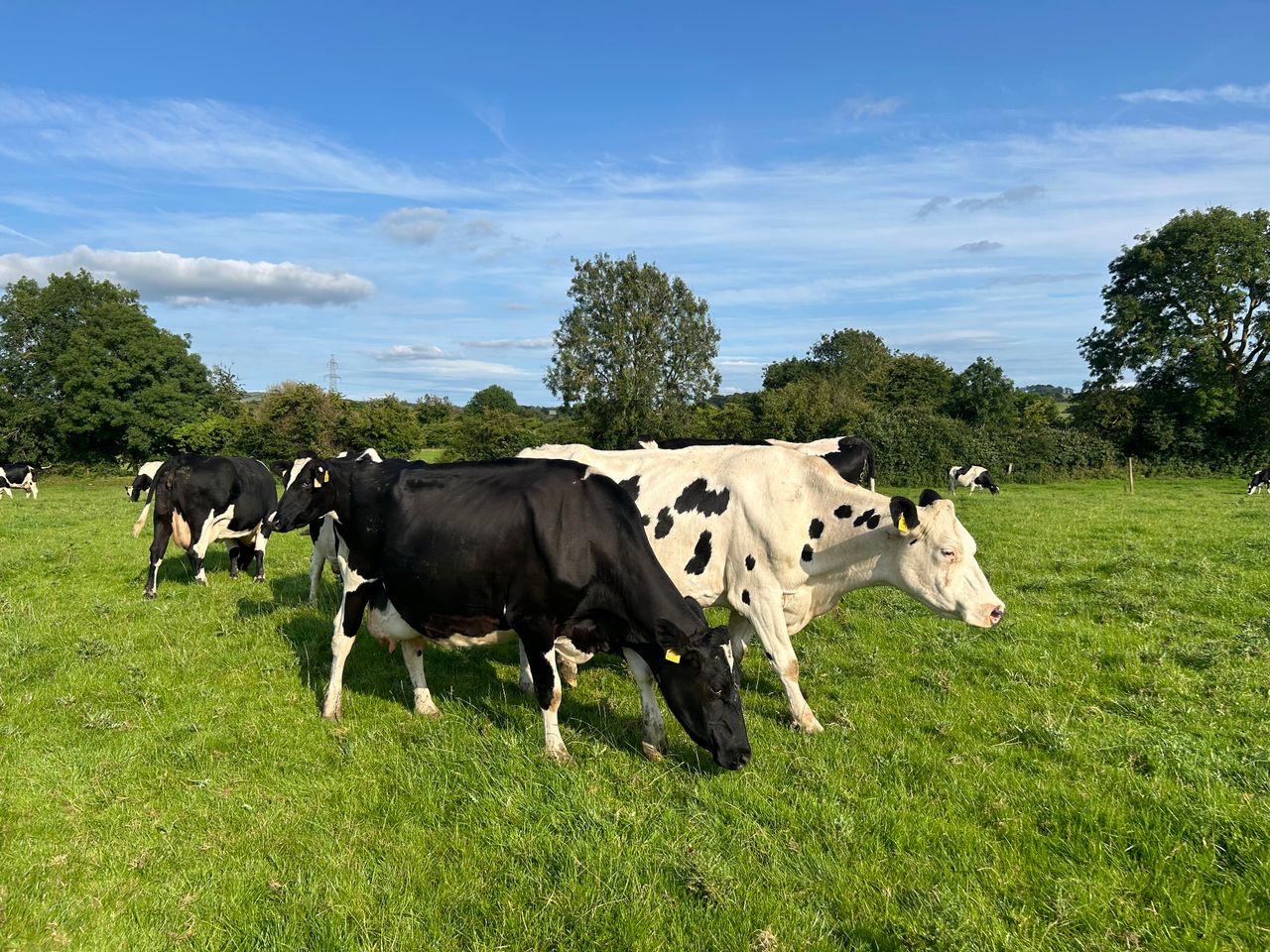 IGA dairy summer tour: 'You don’t need to own land to milk cows'