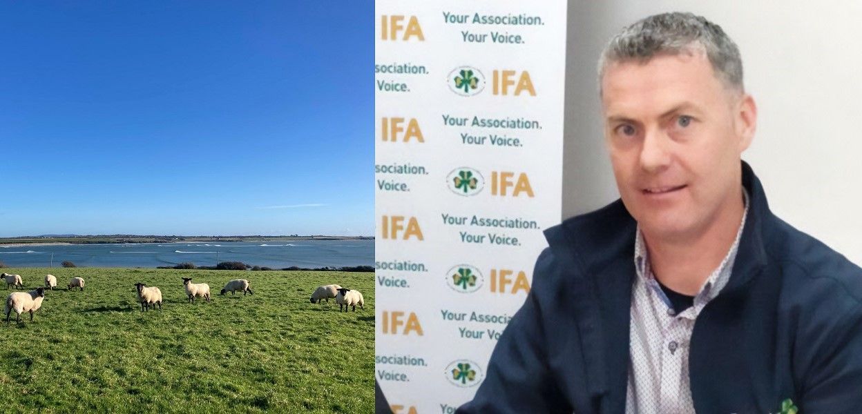 Bluetongue a 'big concern' for Irish sheep farmers in 2024