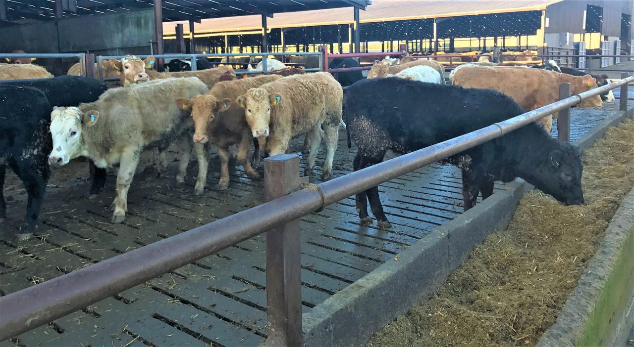Straw or slats: Which works best for beef heifer performance?