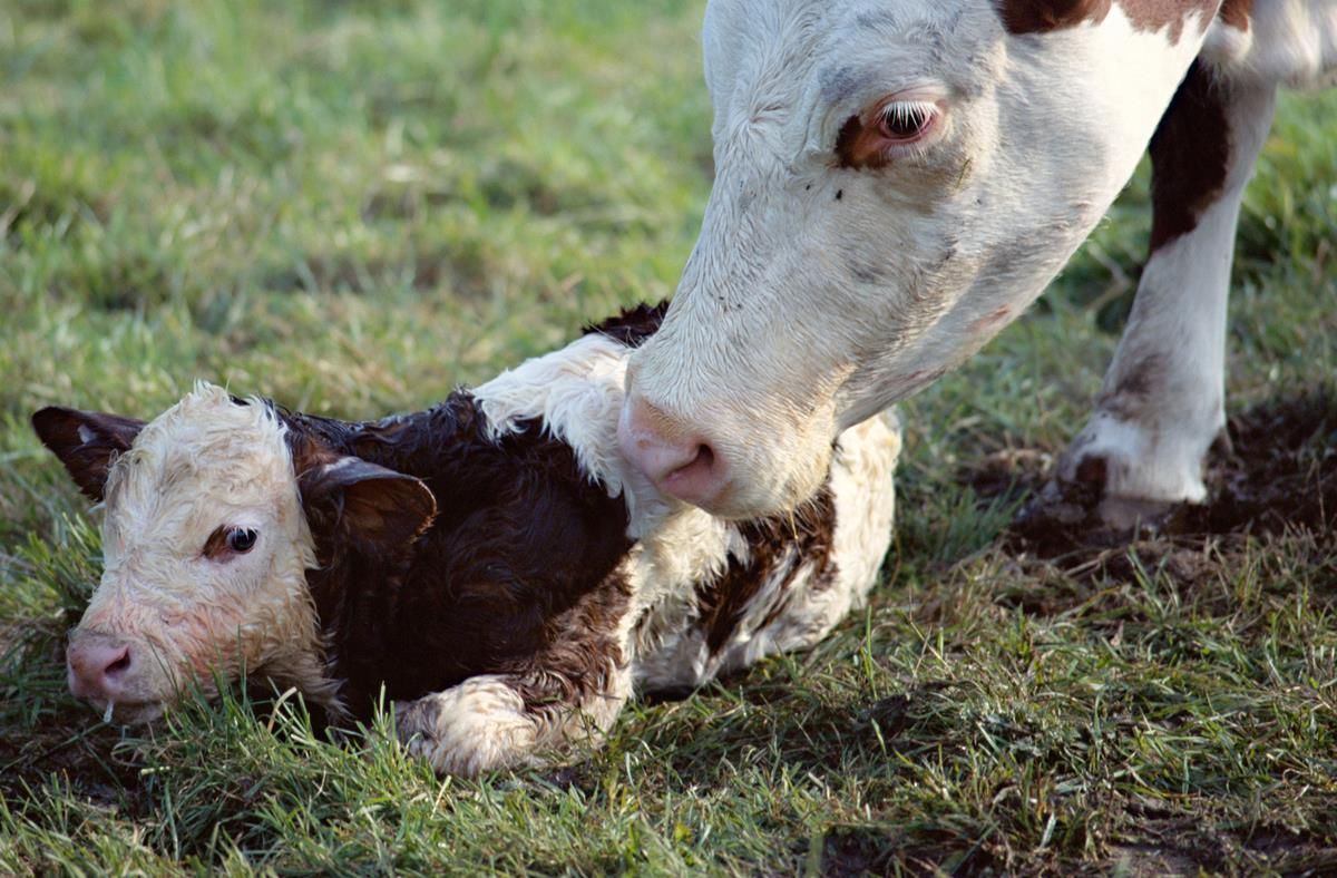Ireland could be free of 'costly' BVD virus by 2020
