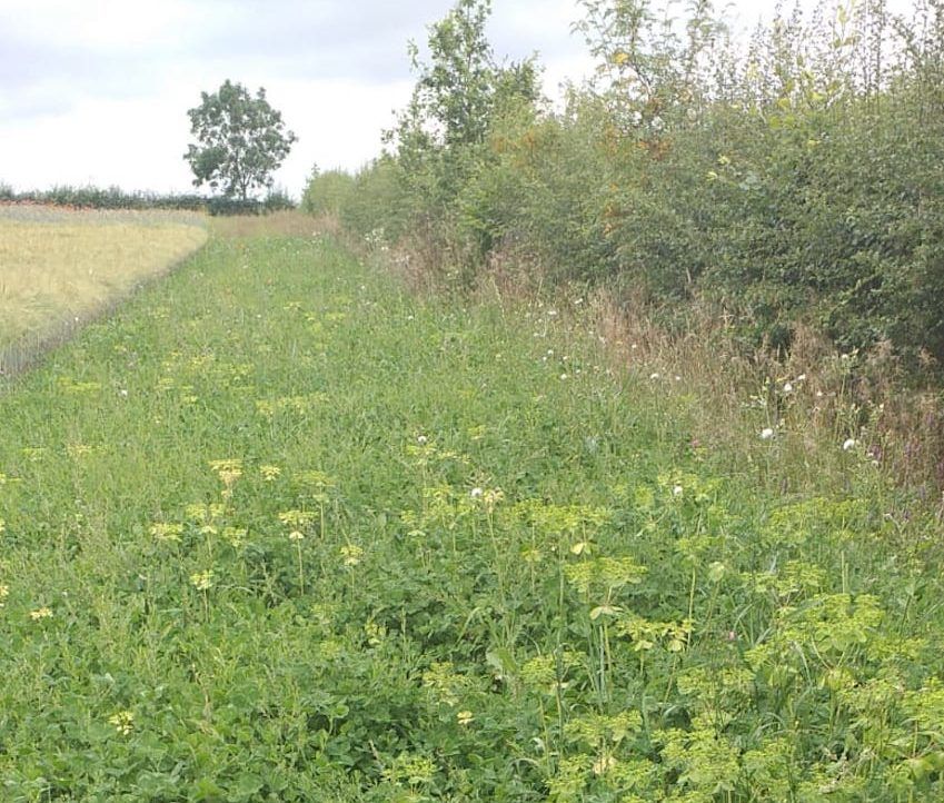 Laois farmer gets enthusiastic response to biodiversity project