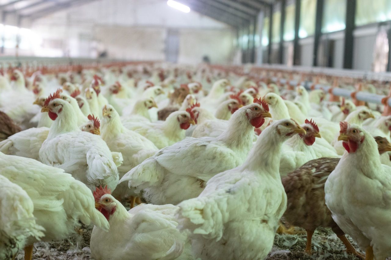 'Dismay' as broiler poultry farmers cut from VAT flat-rate scheme