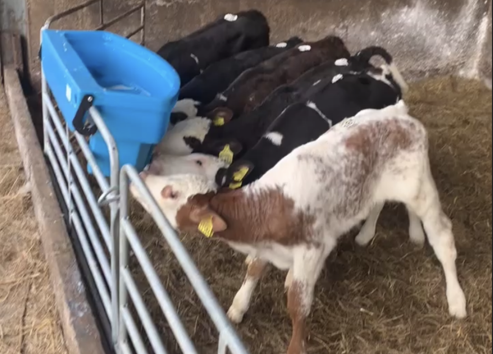 Table: How much does it cost to rear a dairy-beef calf?