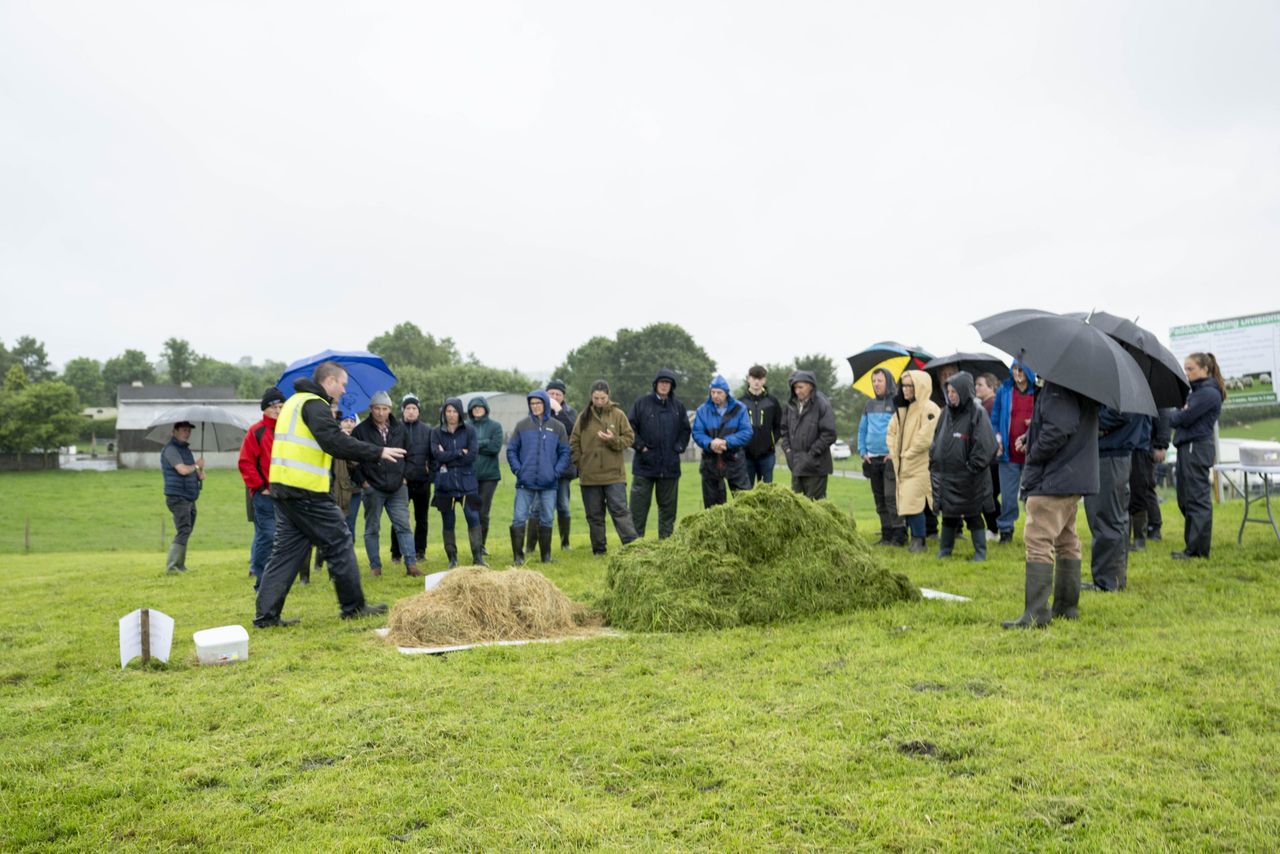 Survey: Half of sheep farmers don't have a sorting gate