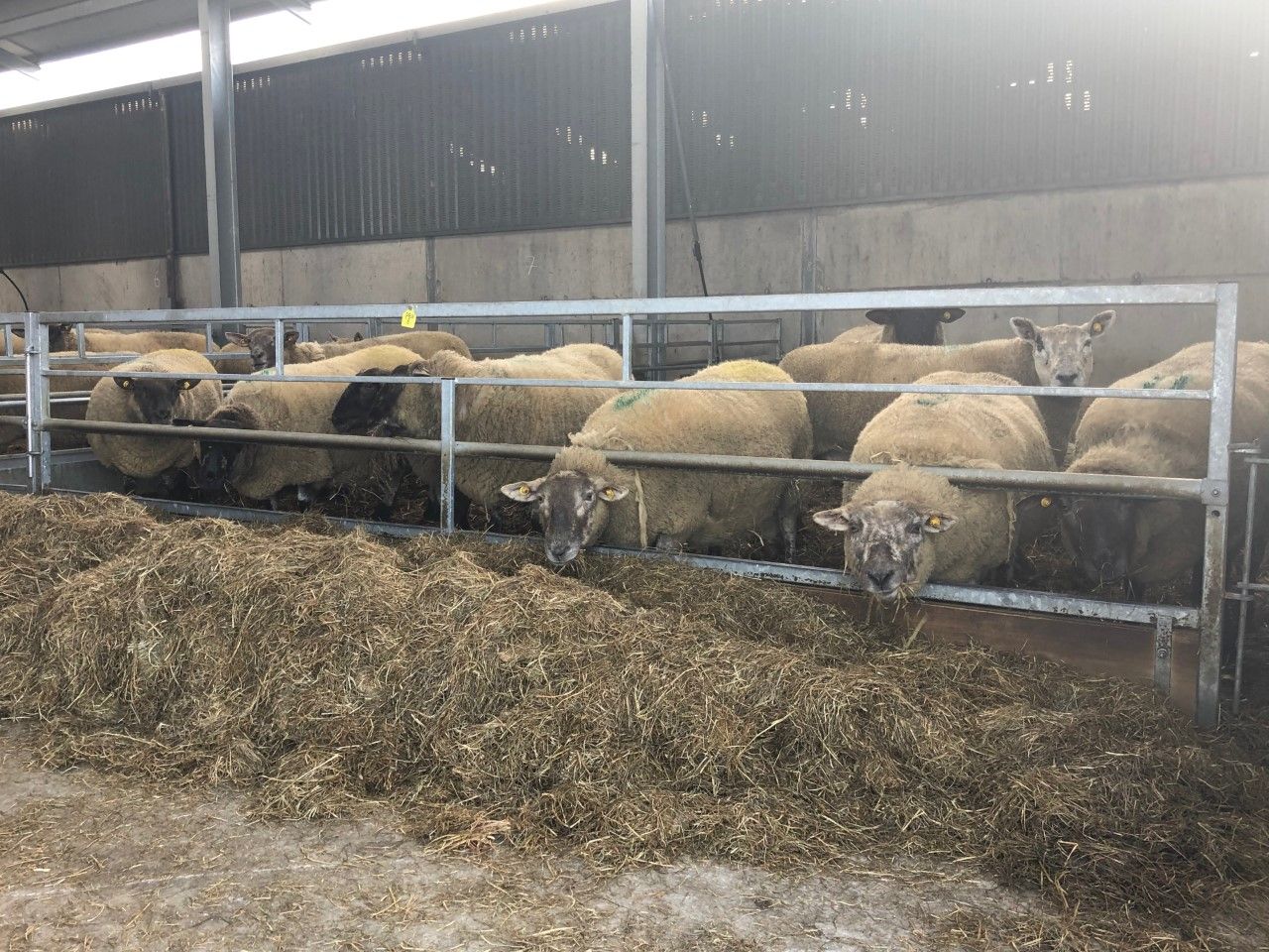 Teagasc Sheep Seminars set to take place this week