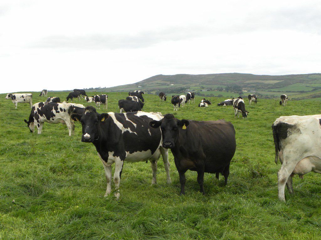 FrieslandCampina holds its September milk price at 27.55c/L