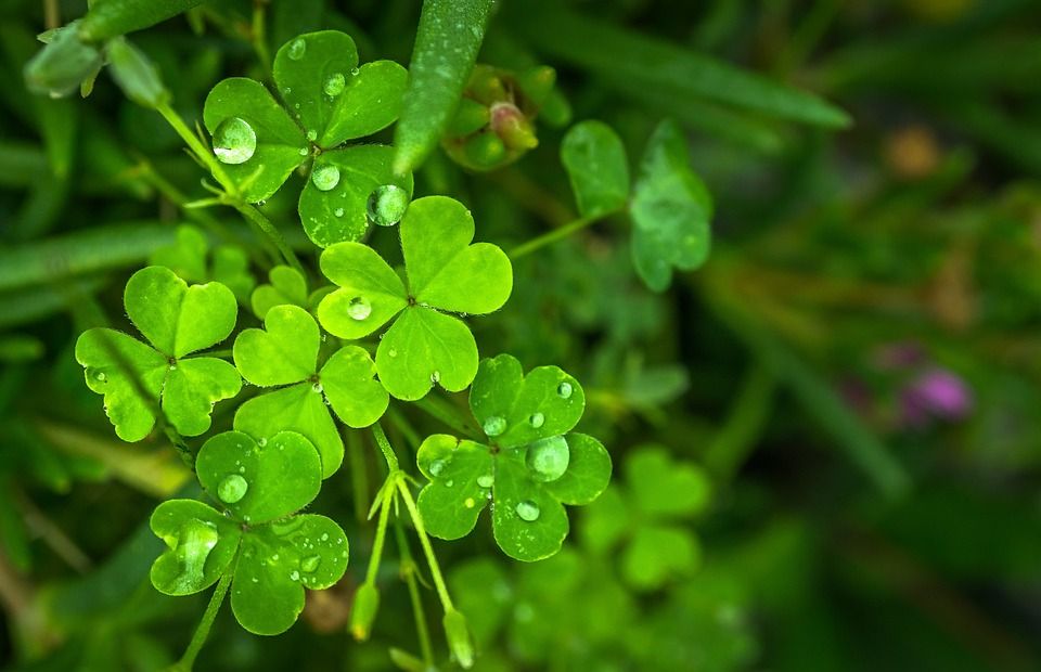 Met Éireann: Showers and sunny spells for St. Patrick's Day