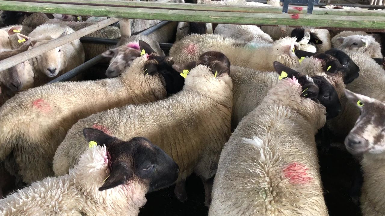 Sheep trade: Factories deliver a 30c/kg boost for hoggets