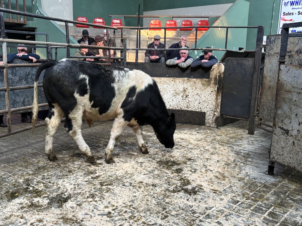 This 475kg Belgian Blue bullock sold for €1,640 or €3.45/kg