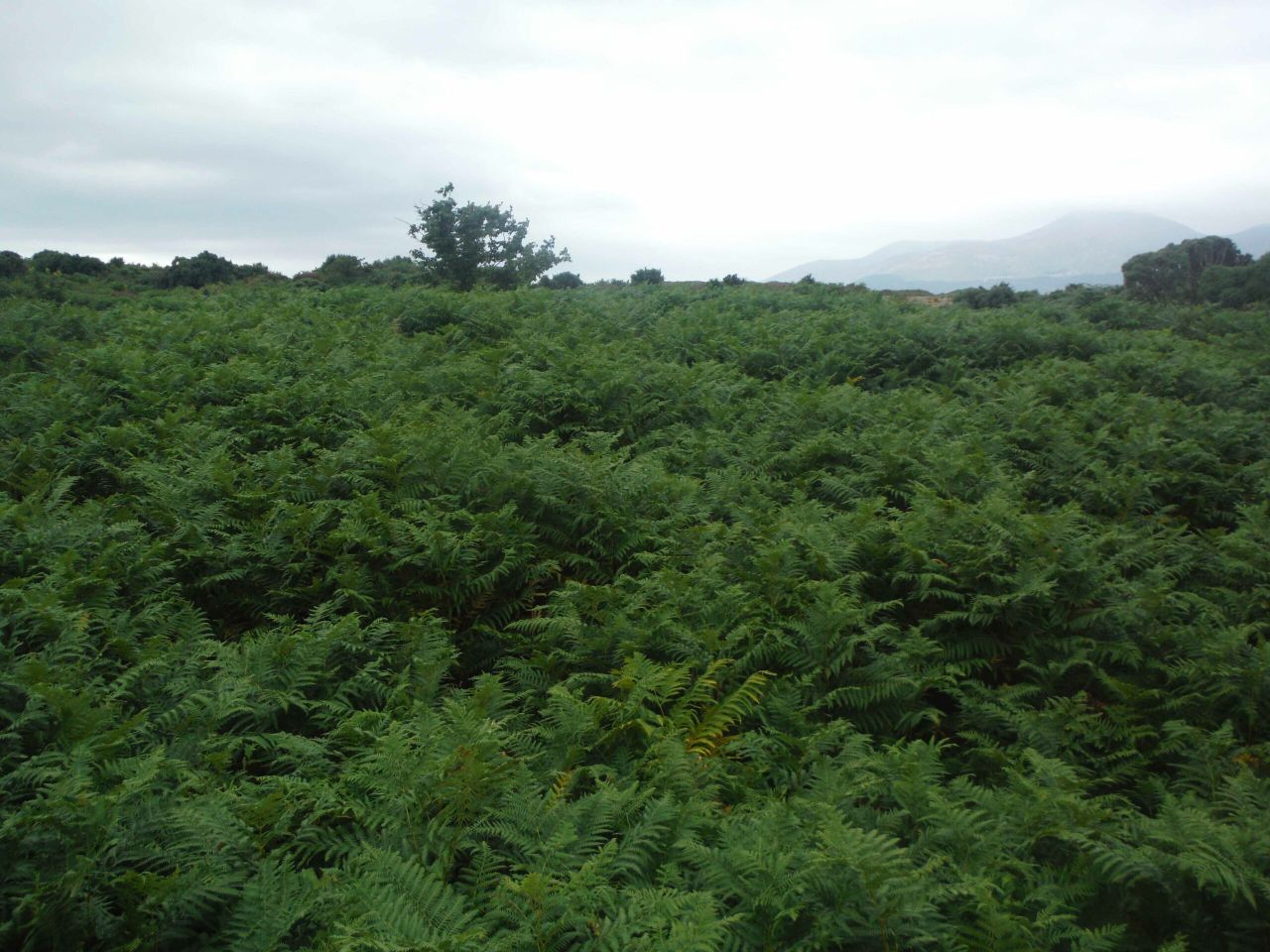 Minister emphasises 'flexibility' of land eligibility rules for farmers