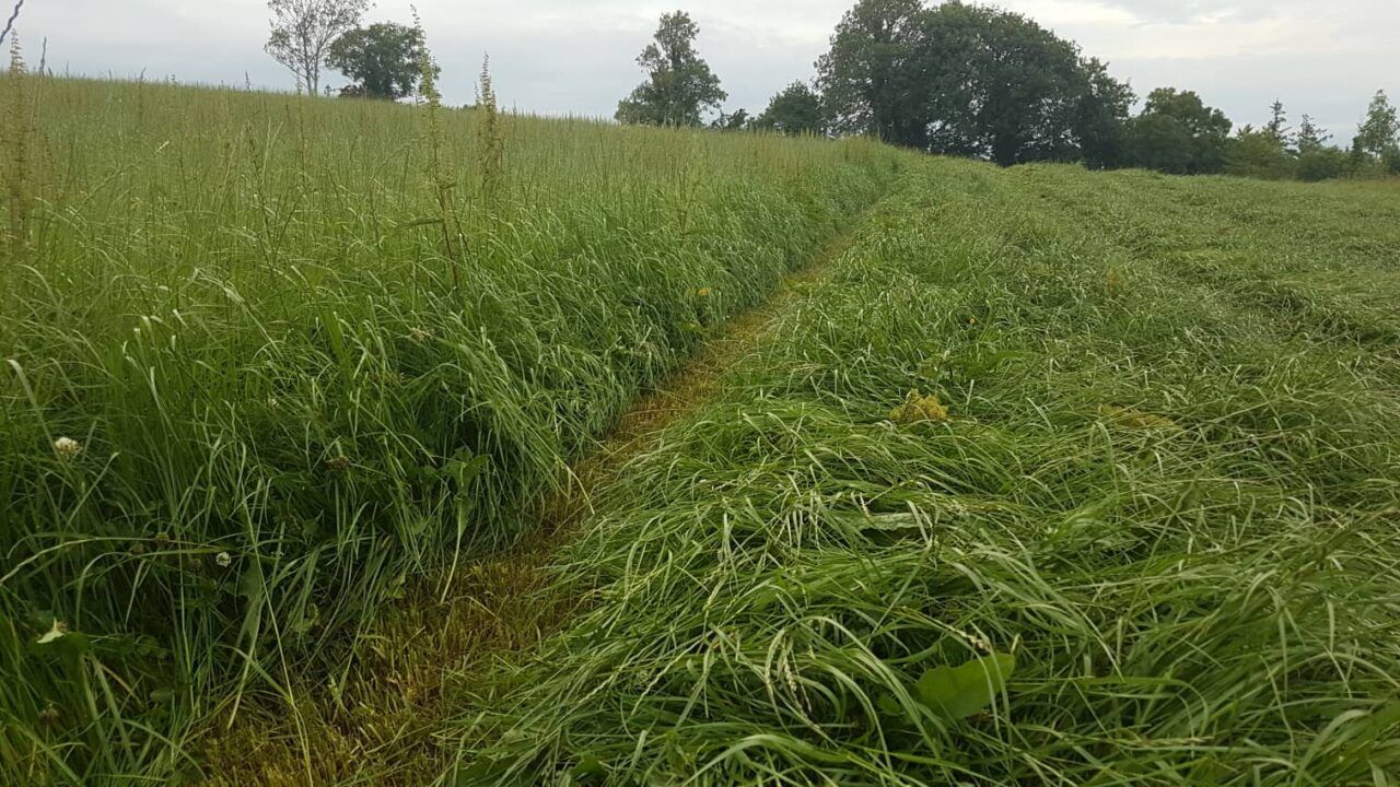 Light second cut: Mow now or wait for crop to bulk up?
