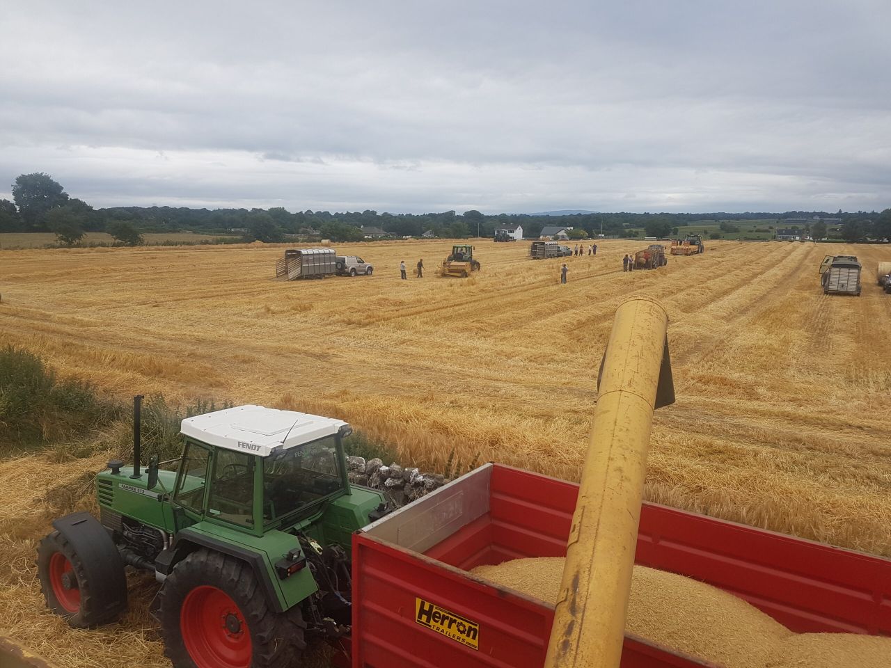 Video: Mayo straw bales sold before they hit the ground