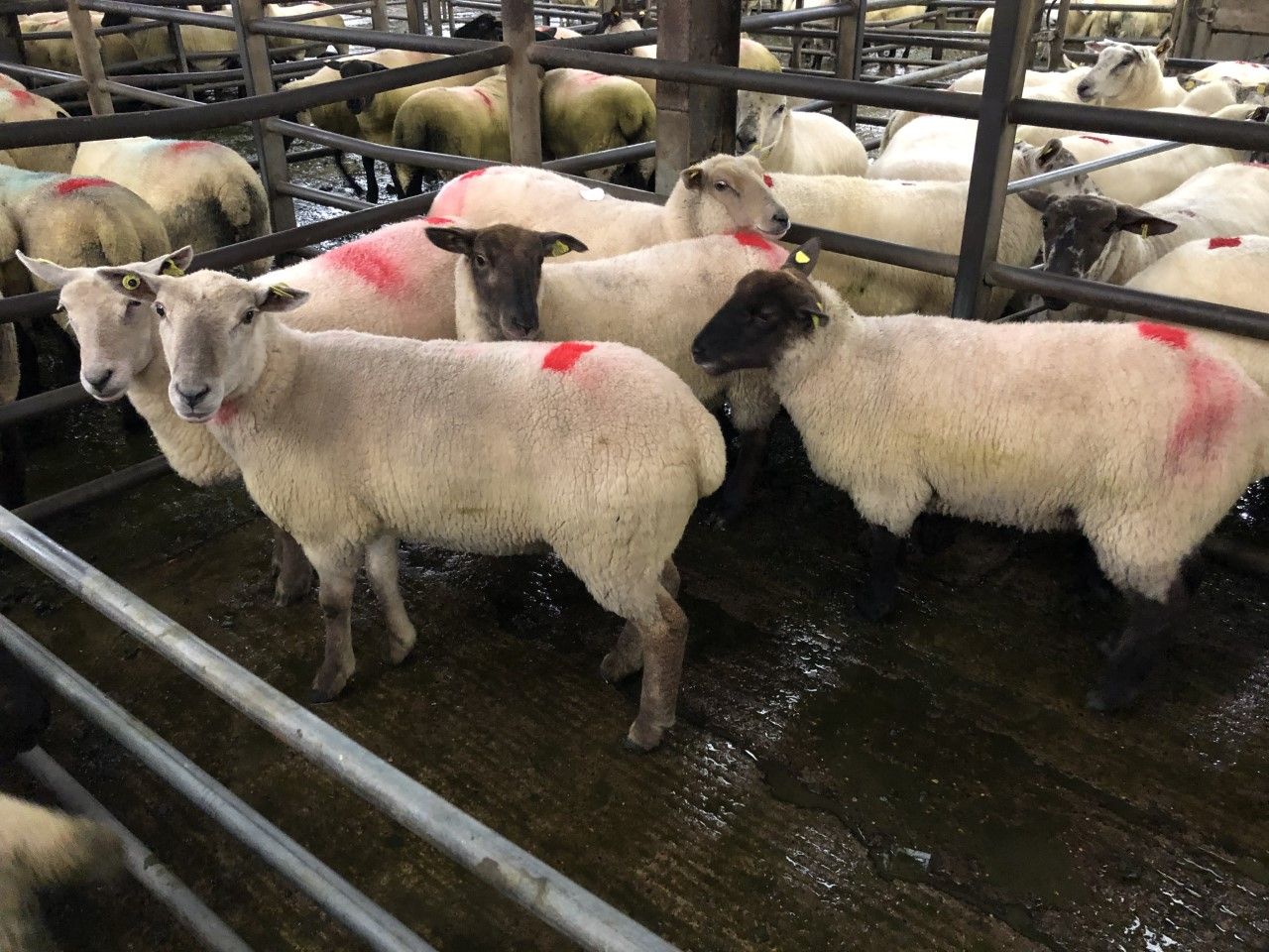 Breeding sales: Hoggets hit €220/head at Borris show and sale