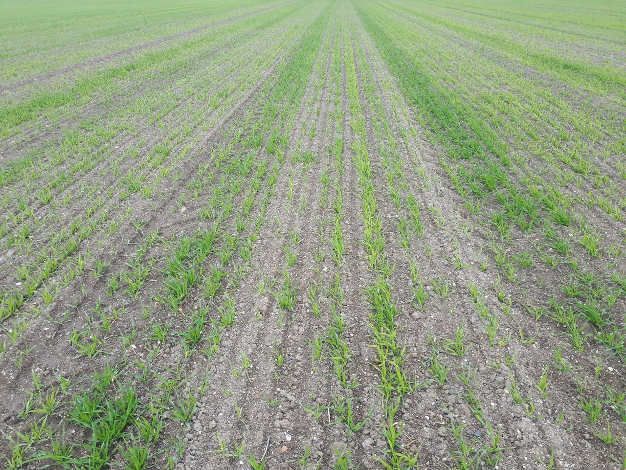 Opinion: Tillage sector will need a spring pick-me-up