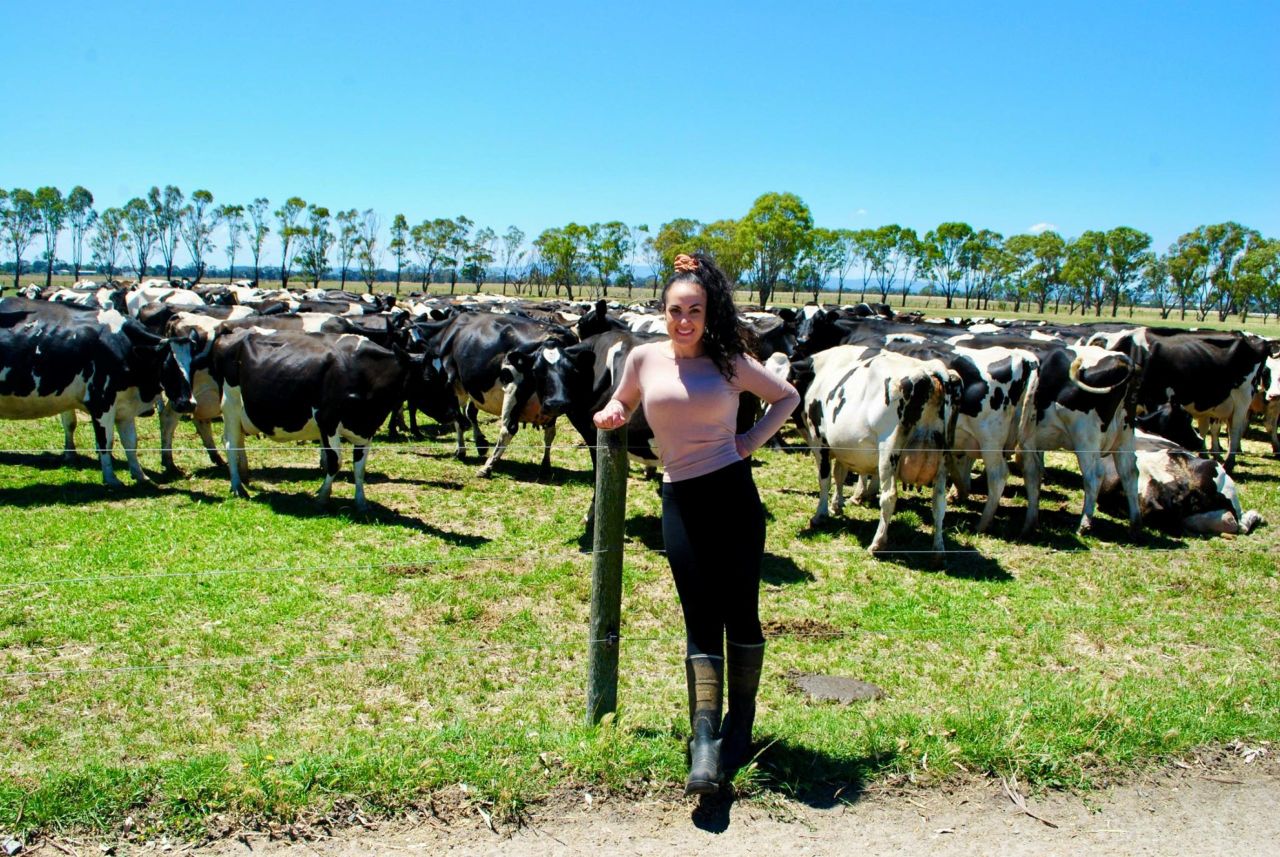 End of dairy era as Melbourne’s last dairy farm sells up