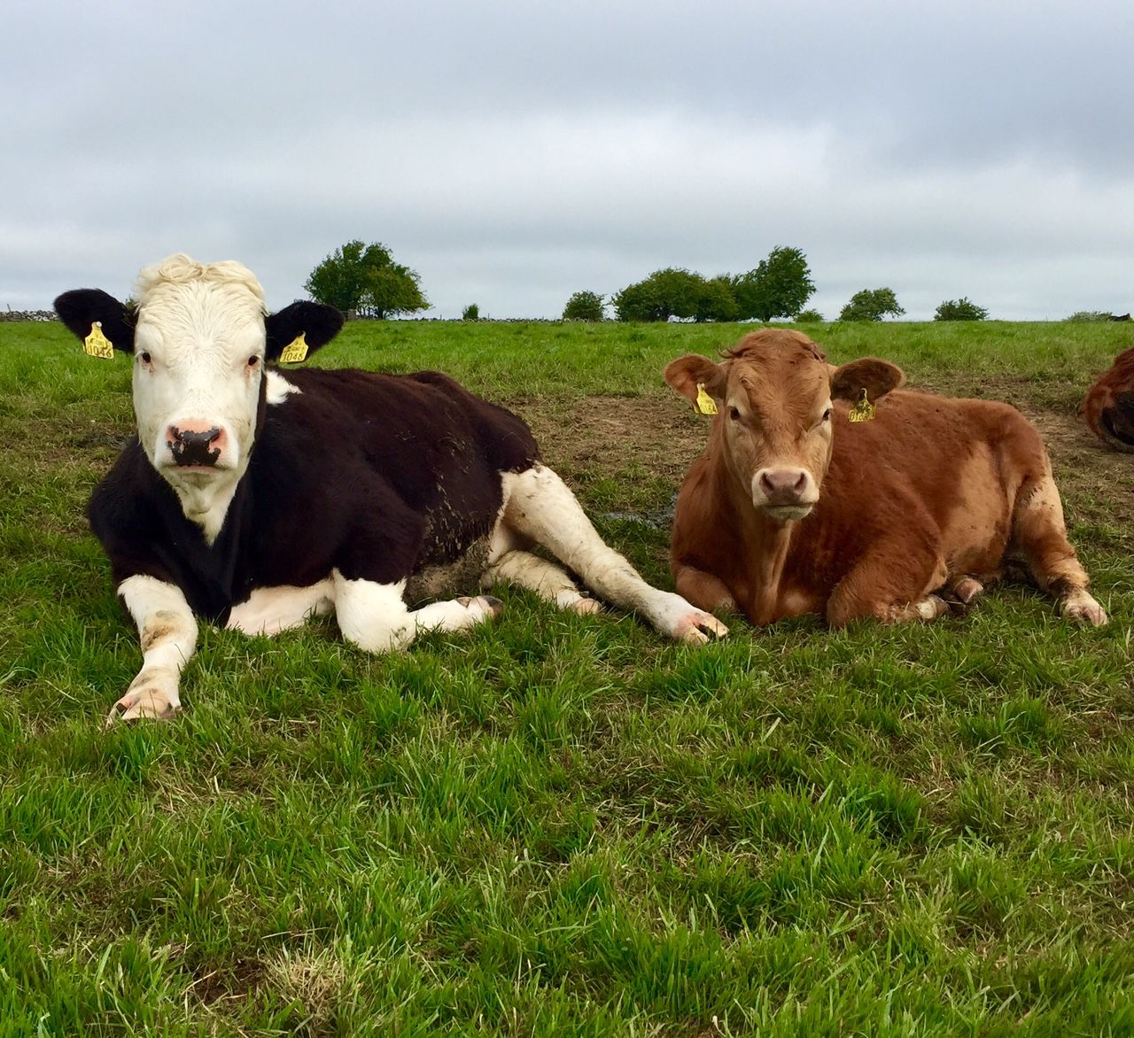 Teagasc confirms changes to catch crop grass lie-back criteria